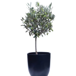 Ελιά 60 εκατοστών| NsFlowers